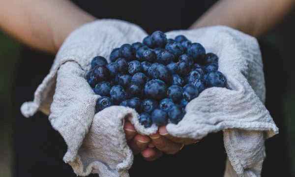 Perú enfrenta una disminución del 20% en la producción de arándanos. | Foto: canva.com