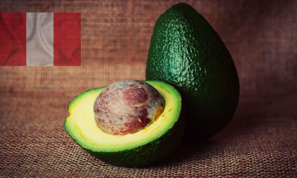 Potencial de exportación de palta de Perú a Estados Unidos