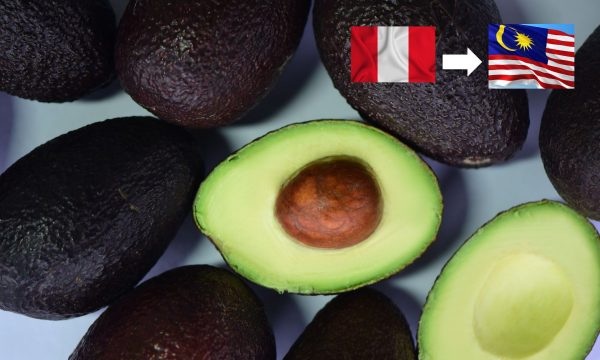 Exportaciones de Palta Hass de Perú reciben luz verde para Malasia