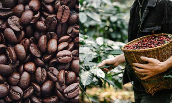 Exportación peruana de café