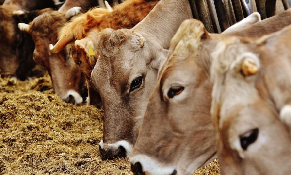 Perú firmará protocolo para exportar carne vacuna a China