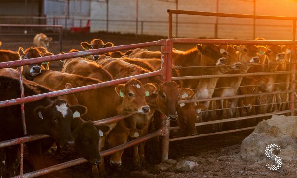 Jalisco instala primer punto zoosanitario contra el gusano barrenador.