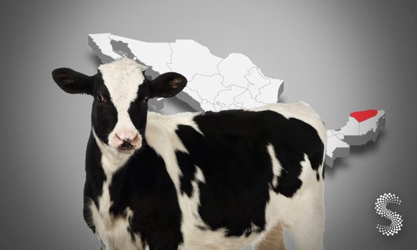 Yucatán continúa con el control del gusano barrenador.