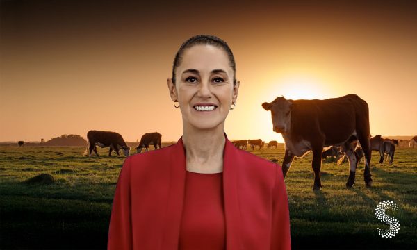 Se logran avances sobre la exportación de ganado a E.U.