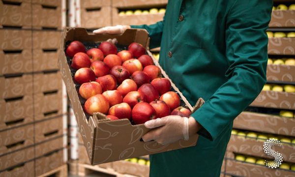 Chihuahua es el mayor productor nacional de manzana.