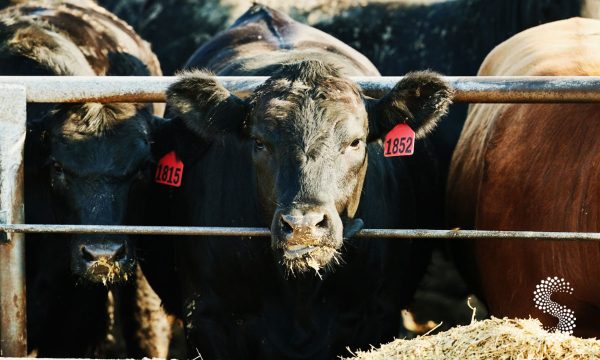 Moscas estériles rompen el ciclo de propagación de gusano barrenador: AMEG.