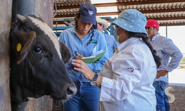 Chihuahua presenta al USDA avances en la estrategia contra el Gusano Barrenador del Ganado.