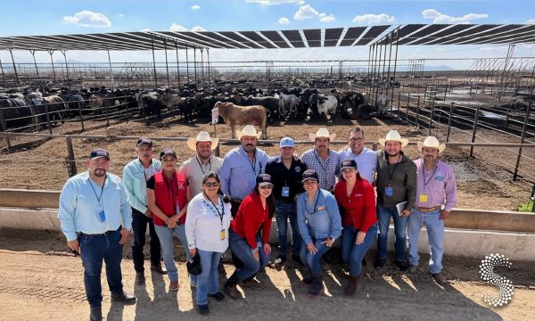 Ganado de Durango cumple protocolos sanitarios y mantiene estatus libre de plagas.