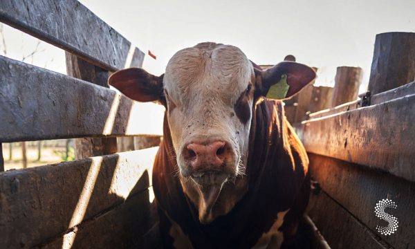 La USDA confirma un nuevo caso de gusano barrenador en Nuevo León.