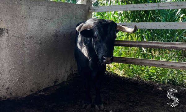 Yucatán mantiene vigilancia epidemiológica activa por brote de gusano barrenador.