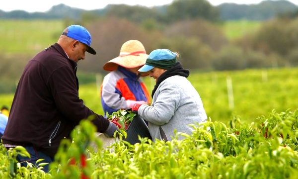 Trabajadores agrícolas recolectando cultivos en México, ejemplo del vínculo entre innovación digital y seguridad alimentaria sostenible