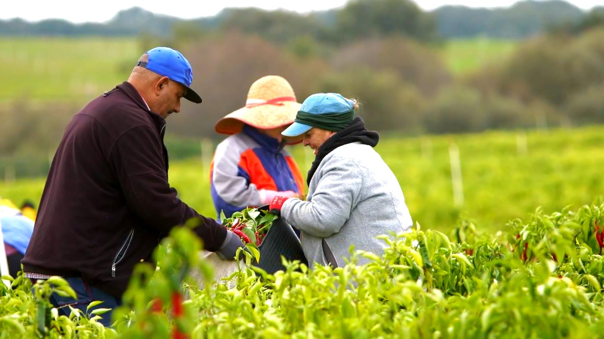 Trabajadores agrícolas recolectando cultivos en México, ejemplo del vínculo entre innovación digital y seguridad alimentaria sostenible