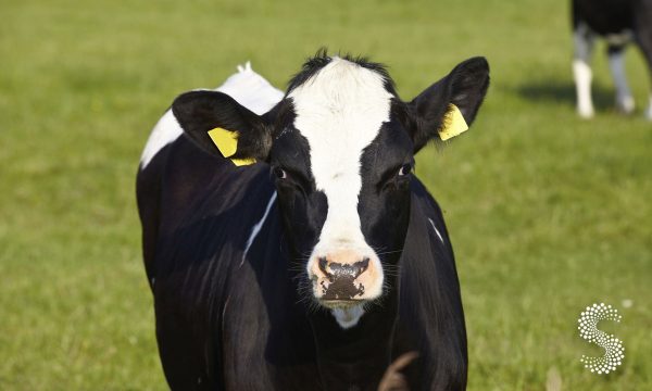 Liberan 1.6 millones de moscas estériles de Gusano barrenador en Nuevo León.