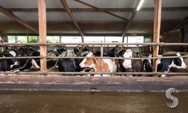 Reapertura del ganado