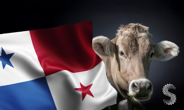 Panamá intensifica acciones contra el gusano barrenador.