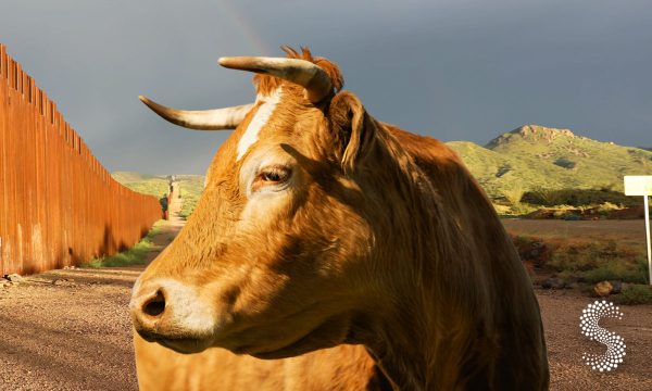 Brote de gusano afecta ganado