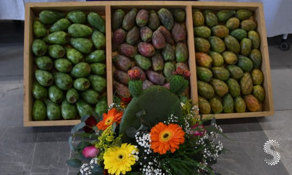 Tuna de Puebla obtiene certificación de Indicación Geográfica Protegida.