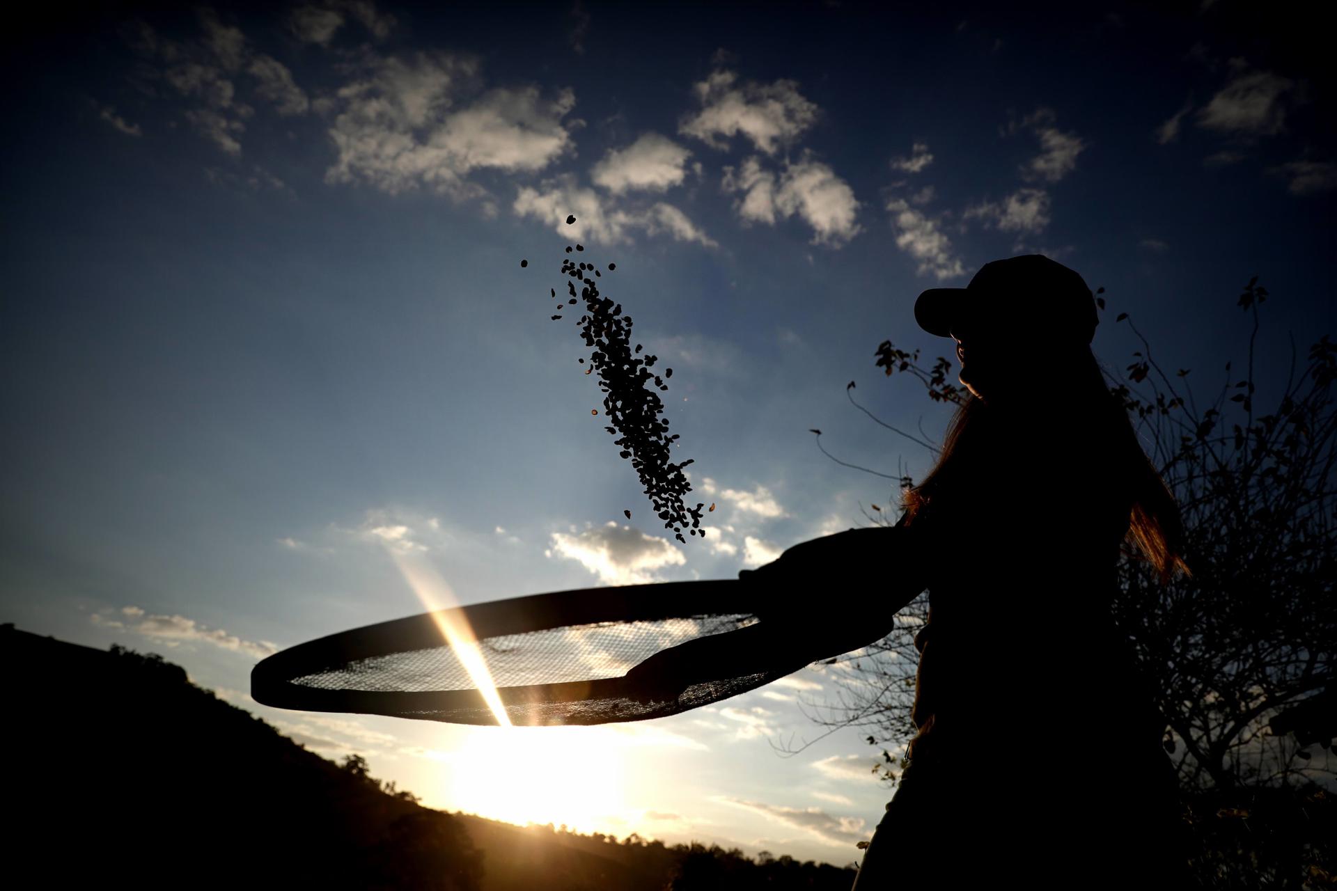 Productor agrícola lanza granos al aire durante la cosecha en Brasil, con el sol poniente al fondo.