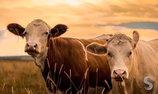 Coahuila impulsa "Guardia Arriba contra el Gusano Barrenador".