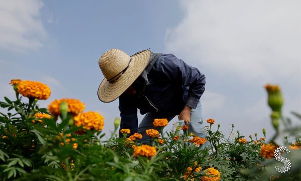 Puebla inicia la producción de flor de cempasúchil.