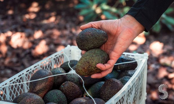 Jalisco suma municipios libres del barrenador del hueso del aguacate.