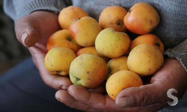 Inicia la producción de tejocote en Puebla: primer lugar nacional.