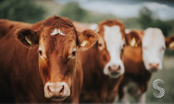 Detectan 71 casos de gusano barrenador en Yucatán; Jalisco se mantiene libre de la plaga en ganado.