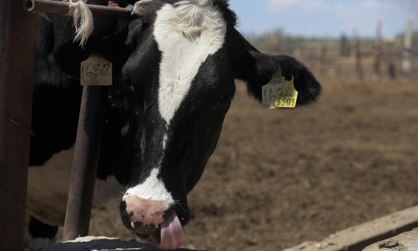 MEX7979. CIUDAD JUÁREZ (MÉXICO), 06/11/2025.- Fotografía del 5 de septiembre de 2025 que muestra a una vaca en una finca en Ciudad Juárez (México). La Secretaría de Agricultura y Desarrollo Rural (Agricultura) de México publicó este jueves un anteproyecto que busca extender la emergencia zoosanitaria por la plaga del gusano barrenador del ganado (GBG) en todo el país, debido a su avance y propagación desde la frontera sur hacia el resto del territorio nacional.